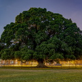 夜間百年榕樹