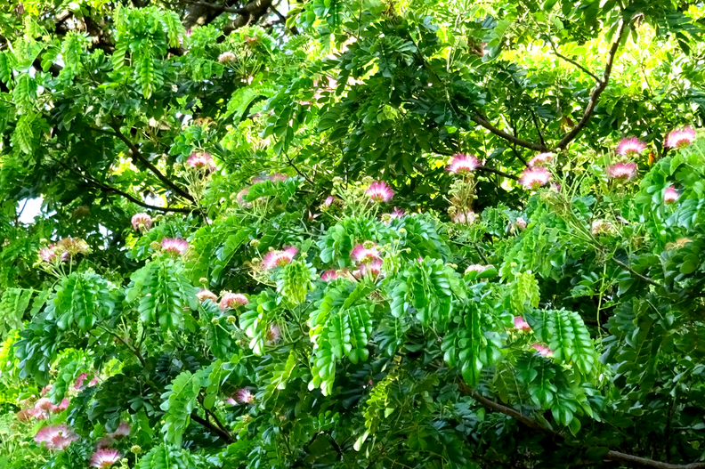 測量系前雨豆樹(8月開花)