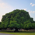 榕園
