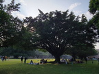 榕園