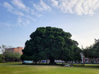 榕園
